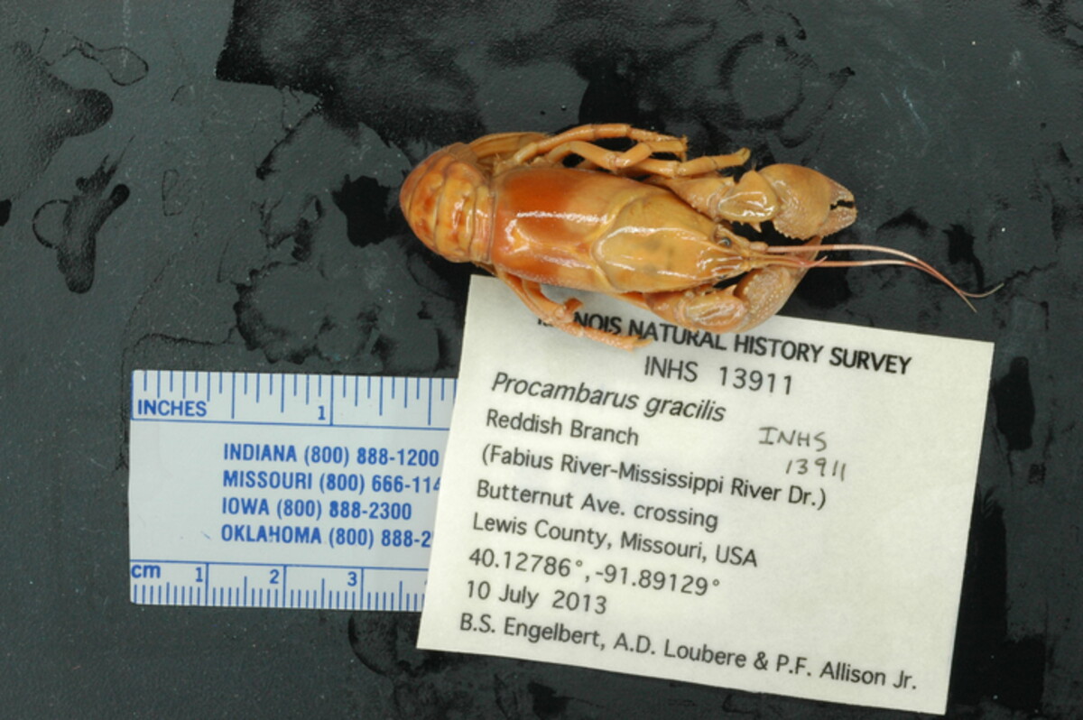 Procambarus gracilis image
